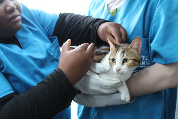 Veterinary care for a cat during an AfriPaw community pet programme.