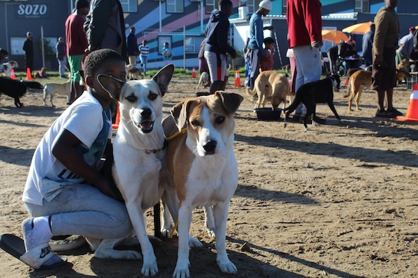 Dogs attending an AfriPaw community veterinary outreach programme.
